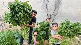 اول قطفة ملوخية وخضراوات من مزرعتنا😍🥒🍆🍅