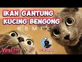 Download Lagu Ikan Gantung Kucing Bengong (Remix) | Dj Jeff Remix