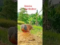 Download Lagu Suara Tekukur Nguku di Tanah #suaratekukur #suarapancingantekukur #tekukur