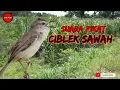 Download Lagu Mp3 pikat ciblek sawah paling ampuh!!!