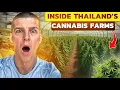 Download Lagu Inside Thailand’s Legal Cannabis Farms 🇹🇭 