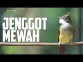 Lagu CUCAK JENGGOT GACOR BESETAN PEDAS