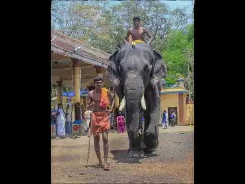 Download MP3 Kerala Elephant song  മനോഹരമായ ആന ഗാനം ......