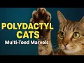 The Polydactyl Cats The Multi Toed Marvels Hemingway Cats Explained