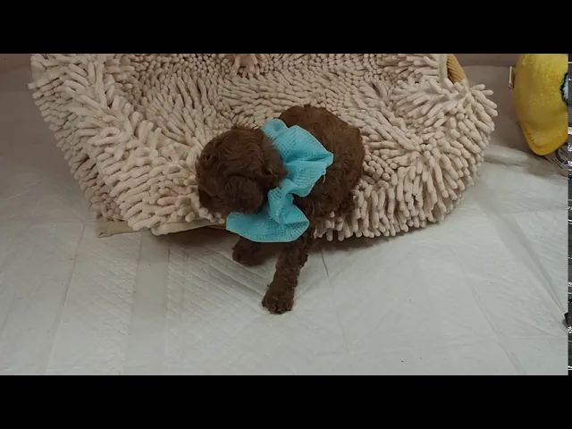 動画