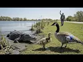 Download Lagu Rescuing a Canada Goose Family from a Crocodile by the Lake – A Story That Touches the Heart