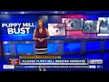 Alleged Pomeranian puppy breeder arrested