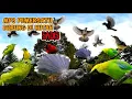 Download Lagu SUARA PIKAT MP3 SEMUA JENIS BURUNG PALING SADIS #mp3burung #suarapikatampuh  #suarapikatribut