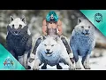 Starting My Direwolf Army - ARK Survival Ascended E19