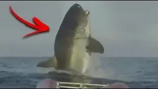 5 scary shark sightings that might just be megalodon 