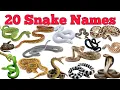 20 Snake Names In English Hindi With Fun Facts Fun Learning For Pre-school Children