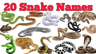 20 Snake Names In English Hindi With Fun Facts Fun Learning For Pre-school Children