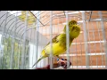 Download Lagu You Should NOT Listen to This Canary Singing – It’s Too Addictive!