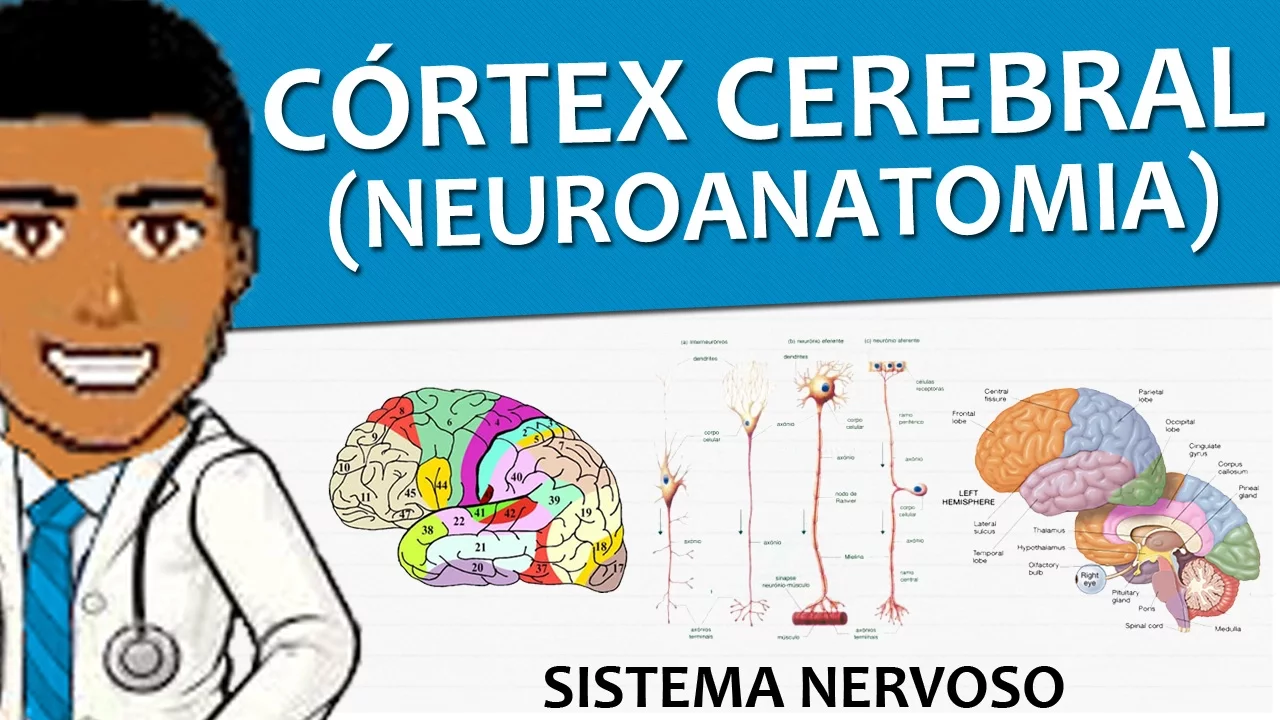 Sistema nervoso 06 - Córtex cerebral (Neuroanatomia e Histologia) - Vídeo aula