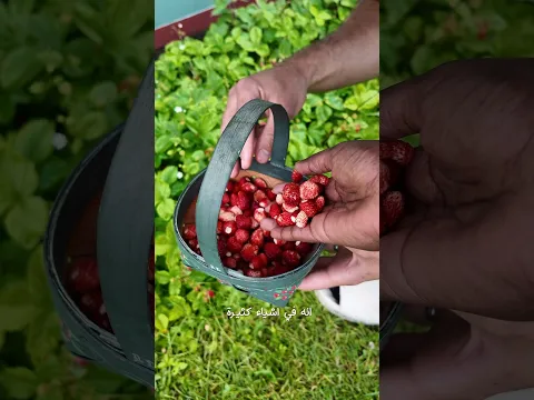 موسم حصاد الفراولة في حديقتنا 🍓