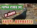 Download Lagu PANCINGAN SUARA MERPATI HUTAN SULAWESI#merpatihutanasli