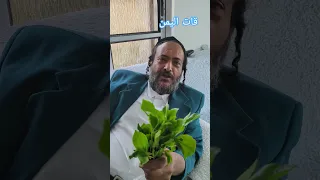 قات اليمن يهود يهودي اسرائيل  قات اليمن يهود يهودي اسرائيل