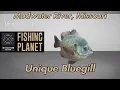 Unique Bluegill Mudwater River Missouri Fishing Planet Guide