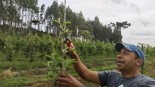 Despontado mudas de macieira# pomar de maçã#