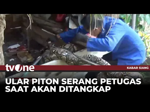 Petugas Damkar Jambi Tangkap Ular Piton Besar Usai Makan Peliharaan Warga