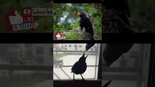 صوت تغريد طائر الشحرور البالغ لتحفيظ الفراخ  صوت تغريد طائر الشحرور البالغ لتحفيظ الفراخ