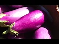 Serve Local US Foods