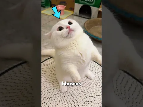 5 cosas sobre los michis blancos que casi nadie conoce! #michis #gatos #cat #mascotas