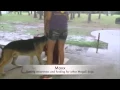 Bailey Chairs 4 Dogs Maxx German Shepherd with Megaesophagus