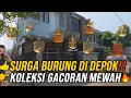 Download Lagu KAYAK SURGA BURUNG‼️ RUMAH MEWAH INI ISINYA GACORAN FANTASTIS🔥 SUARANYA BIKIN MERINDING‼️
