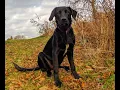 Borador 3 - 6 Month Growth Dixie The Labradollie Wanderlust Heart Media