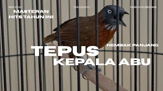 tepus kepala abu gacor nembak panjang cocok untuk masteran murai batu