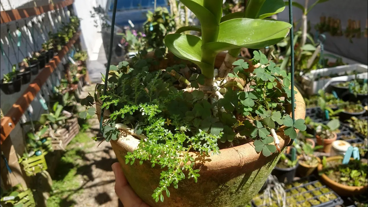ERVAS DANINHAS NAS ORQUÍDEAS