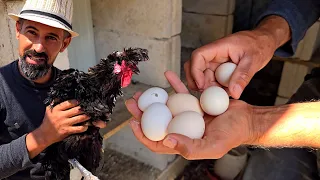 سبحان الله اليوم عملت عمل جراحي للديك حتى يلقح الدجاج وهيك كانت النتيجه
