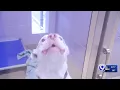 CNYSPCA overcrowded