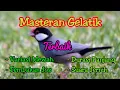 Download Lagu Masteran gelatik batu gacor durasi panjang full tembakan mantul