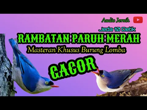 Download MP3 MASTERAN RAMBATAN PARUH MERAH GACOR SPEED RAPAT