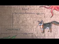 How to Use a Dichotomous Key