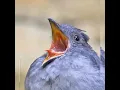 Lagu Amazing Sound🔊Burung Dengan Suara Alarm ⏰Amazing Bird🐦