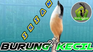 cendet isian burung kecil masteran cendet isian tajam