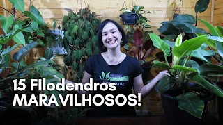 15 Filodendros MARAVILHOSOS!