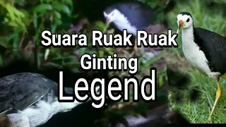 Download Suara pikat Ruak Ruak Ginting || suara ruak pemikat ampuh MP3