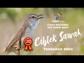 CIBLEK SAWAH GACOR UNTUK MASTERAN DAN SUARA PANCINGAN CISAW BAHAN GACOR EMOSI NGEBREN NEMBAK