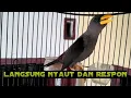 Download Lagu jalak rio rio ngeriwik gacor dikit lagi teler nembak pancingan jalak rio rio ampuh 100% nyaut respon