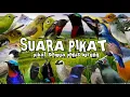 Download Lagu suara pikat semua jenis burung besar dan kecil