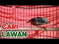 Download Lagu HITUNGAN DETIK Konin ANDA langsung GACOR \u0026 TARUNG