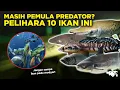 Download Lagu WAJIB SIMAK! 10 IKAN PREDATOR UNTUK PEMULA SAAT PERTAMA KALI PELIHARA