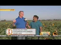 Modesto Sunflowers