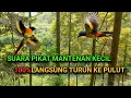 Download Lagu Suara pikat mantenan kecil terbukti paling ampuh.