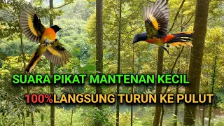 suara pikat mantenan kecil terbukti paling ampuh 