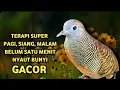 Download Lagu Suara Perkutut BETINA Memanggil JANTAN || The sound of a female turtledove calling male.